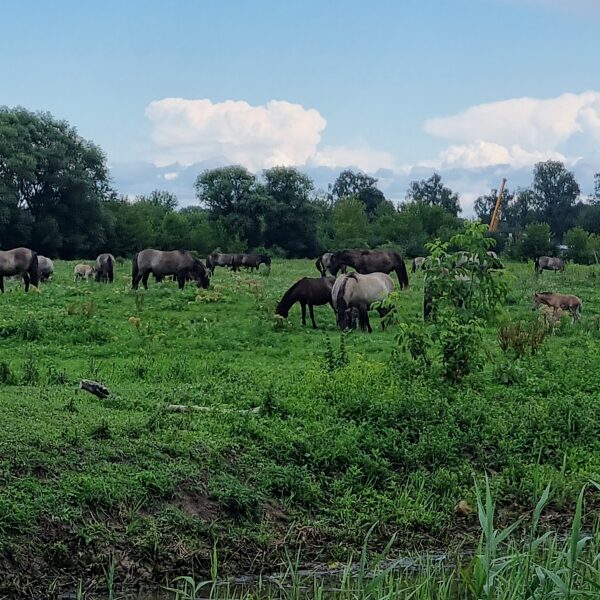 Upes safari - savvaļas zirgi