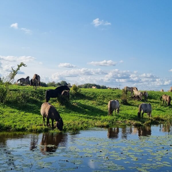 Upes safari