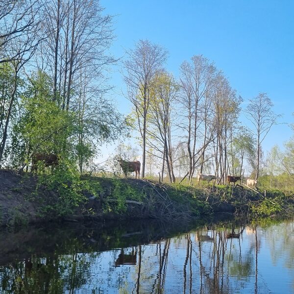 Ziņķārīgu novērotāju uz ūdens netrūkst..