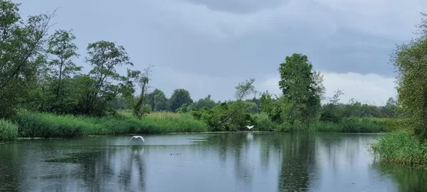 Baltie gārņi