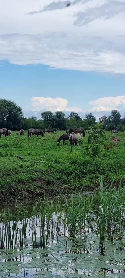Upes safari - savvaļas zirgi