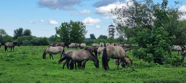 Upes safari - savvaļas zirgi