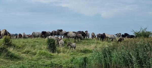 Upes safari