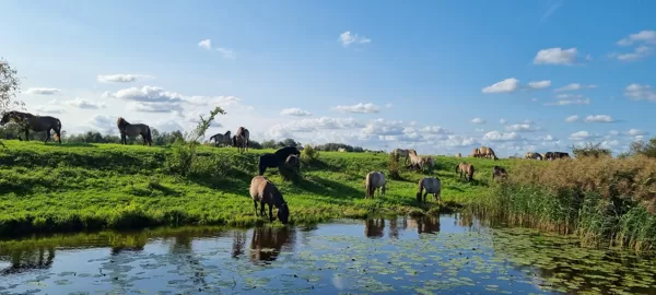Upes safari
