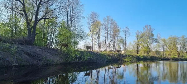 Ziņķārīgu novērotāju uz ūdens netrūkst..